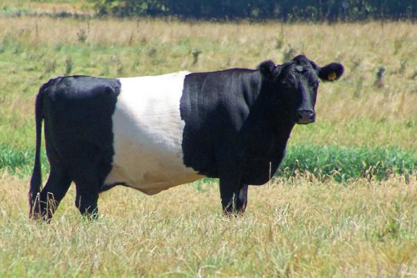 Dutch cattle